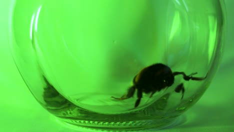 Large-bumblebee-trapped-in-a-glass-jar,-trying-to-take-off,-green-background-light,-closeup-shot