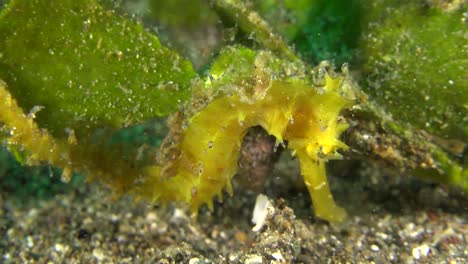 close-up-shot-of-thorny-seahorse-clinging-to-sea-grass