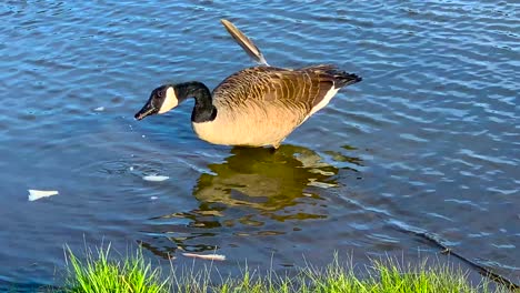 Canadian-goose-eating-in-a-pond