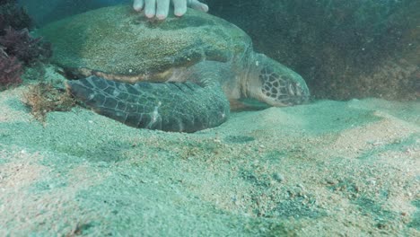 Ein-Taucher-Streichelt-Sanft-Eine-Schlafende-Schildkröte-Unter-Wasser,-Während-Sie-Auf-Dem-Sandigen-Meeresboden-Liegt