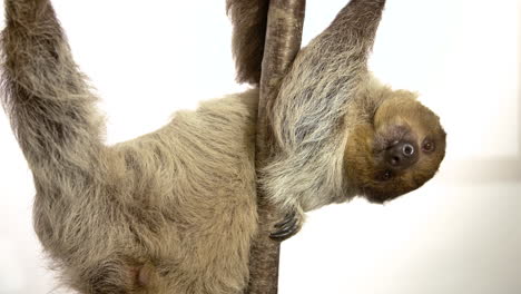White-background-sloth-with-copy-space-hanging-upside-down