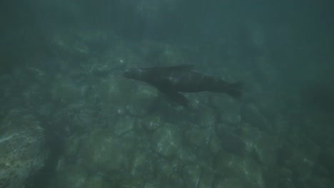 Cerrar-Vista-Submarina-De-Lobos-Marinos-Mamíferos-Marinos-Nadando-En-Las-Aguas-De-Reserva-Del-Parque-Nacional-De-Cabo-Pulmo-Baja-California-México-Durante-Snorkel