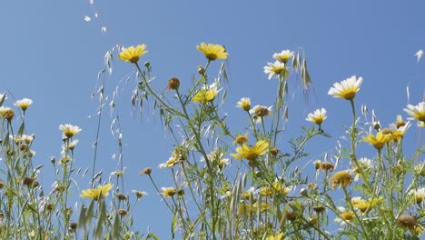 Wildflowers-in-a-meadow-against-a-clear-blue-sky,-low-angle