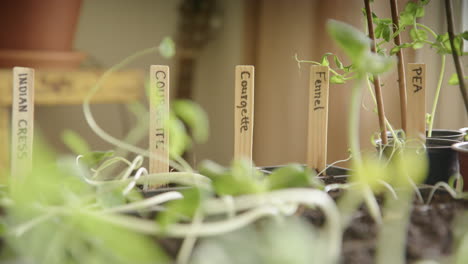 Growing-vegetables-indoors-during-lockdown,-micro-greens,-close-up-focus-pull