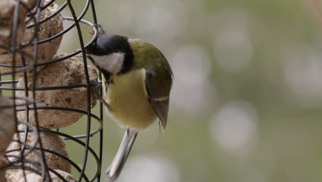 Great-tit-bird-eating-fat-balls-in-a-bird-feeder,-slow-motion-close-up