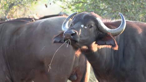 Nahaufnahme-Des-Gesichts-Des-Afrikanischen-Kaffernbüffels-Mit-Grasstroh-Im-Mund
