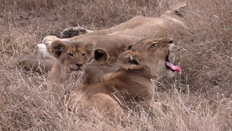 Close-view-of-lion-cub-yawning-next-to-another-on-tall-dry-grass