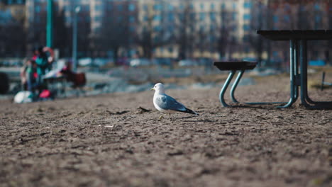 Seagull-walking-on-the-beach-while-looking-for-food