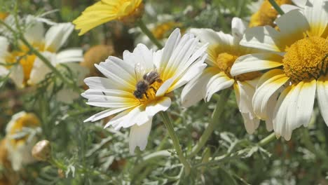 Honeybee-collecting-nectar-from-a-white-daisy-wildflower-in-a-meadow,-rural-Spain