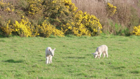 Adorable-white-baby-sheep-feeding-on-fresh-green-grass
