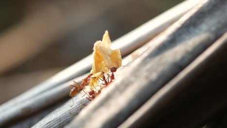 Dos-Hormigas-Trabajando-Juntas-Para-Traer-Comida