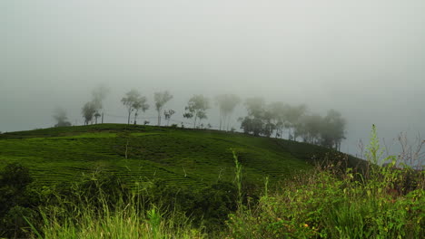Panoramic-view-of-tea-plantation-shrouded-in-fog-near-Da-Lat,-Vietnam