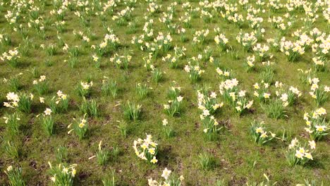 Sea-of-daffodils-in-light-breeze-in-close-up-aerial-drone-view