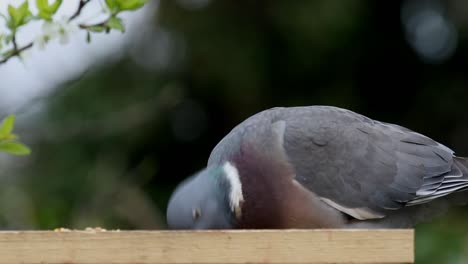Woodpigeon,-Columba-palumbus,-feeding-from-bird-table