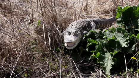Amerikanischer-Alligator,-Der-Durch-Die-Sümpfe-Kriecht