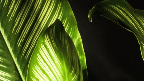 Shadow-and-light-on-lush-green-and-white-stripped-plant-foliage---Calathea-Ornata