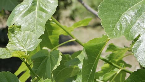 Green-leaves-of-a-fig-tree-in-sunshine,-rural-spain,-panning-shot,-hand-held