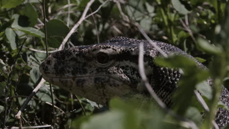 Close-up-of-Asian-Water-Monitor-Lizard