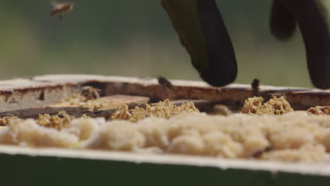 BEEKEEPING---Removing-a-frame-from-the-beehive-after-smoking-the-bees,-close-up