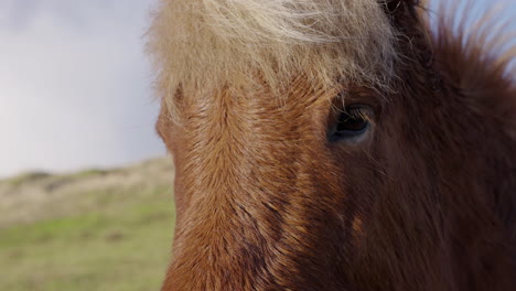 Close-up-in-slow-motion-of-an-Icelandic-horse-opening-his-mouth-and-showing-the-teeth