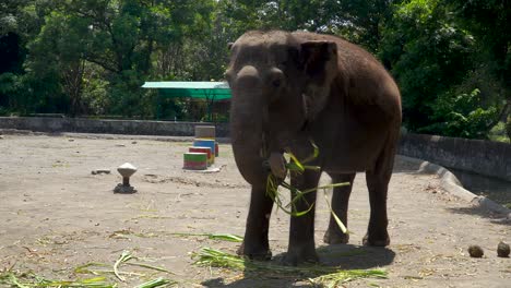Cheerful-elephant-play-and-eat-grass-in-Yogyakarta-zoo-enclosure,-Indonesia