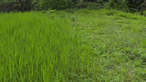 Tall-natural-rice-stalks-growing-in-abandoned-field-of-Rural-Japan,-Tottori
