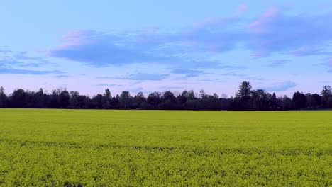 Gänseblümchenschneider---Niedrigperspektivischer-Flug-über-Ein-Gelbes-Rapsfeld-Mit-Einer-Baumreihe-Am-Horizont---4K-Luftaufnahmen-Einer-Typischen-Frühlingslandschaft