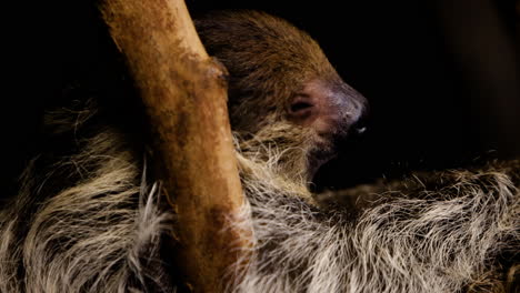 Sleepy-sloth-lying-in-a-tree-branch