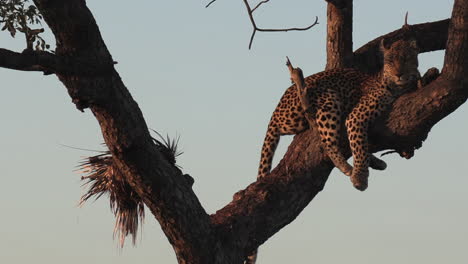 Female-leopard-lies-on-tree-branch-with-porcupine-kill-next-to-her