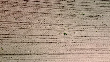 Dry-ploughed-field-prepared-for-seeding-and-growing-plants