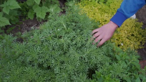 Beautiful-slow-motion-of-hand-through-chamomile-growing-outside-garden