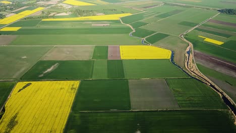 Aerial-birdseye-flight-over-blooming-rapeseed-field,-flying-over-yellow-canola-flowers,-idyllic-farmer-landscape,-beautiful-nature-background,-drone-shot-moving-backwards,-tilt-down