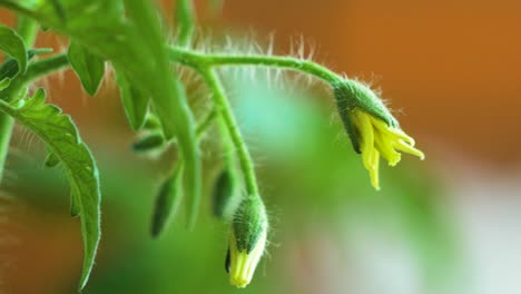 Macro-shot-of-yellow-tomato-flowers-with-protruding-hairs,-natural-home-grown-vegetables,-micro-gardening,-slow-moving,-extreme-closeup,-out-of-focus-background