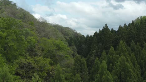 Aerial-rising-over-trees-in-the-wilds-of-Tottori,-Japan