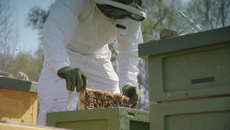 BEEKEEPING---Beekeeper-removes-a-frame-from-hive,-inspects-it,-medium-shot
