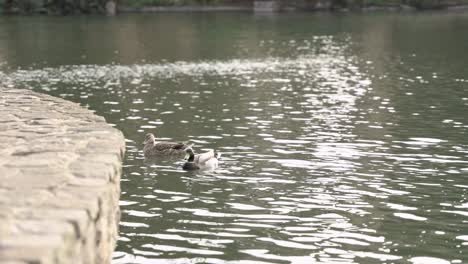 Two-ducks-swimming-around-the-lake