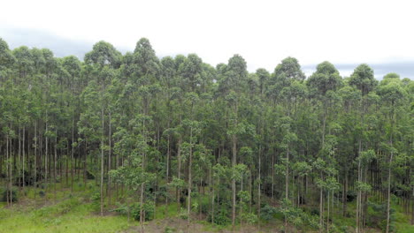 Plantación-De-Eucaliptos-En-Brasil