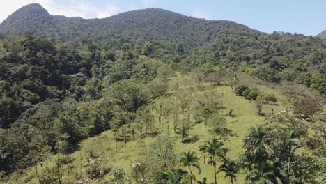 Lush-and-vivid-green-jungle-mountain-hillside-tropical-grass-meadow