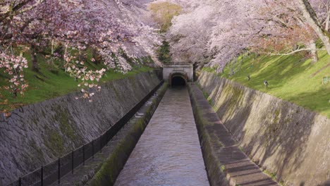Biwako-Sosui-Kanal-Bei-Sonnenaufgang-Gesäumt-Von-Sakura-bäumen,-Die-Im-Frühling-Blühen,-Japan