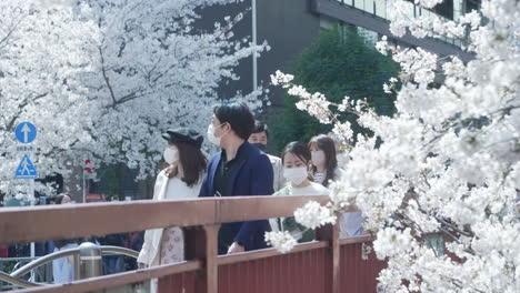 Japanese-Locals-Wearing-Face-Mask-During-Flower-Viewing-Of-Cherry-Blossoms-Amidst-Covid19-Pandemic-In-Tokyo,-Japan