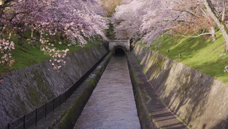 Lake-Biwako-Sosui-Canal,-Spring-Sakura-Blooming-Early-in-the-Morning