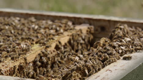 BEEKEEPING---A-frame-moves-in-a-beehive-kept-in-an-apiary,-slow-motion-close-up
