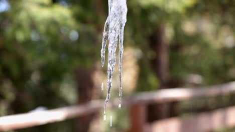 Close-up-view-of-a-group-of-hanging-icicles-on-the-deck-of-a-home-with-water-melting-and-running-down-the-ice-and-dripping-of-the-points