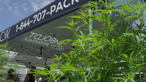 Marihuana-Pflanze-Des-Cannabis-Festival-Events-Am-Verkaufsstand,-Aufgenommen-Mit-Roter-Kamera-4k