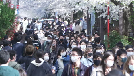 Crowded-Streets-In-Japan-During-The-Chreey-Blossoms-Festival---medium-shot