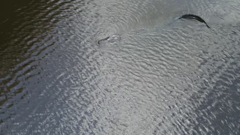 aerial-of-a-swiftly-moving-Florida-alligator-in-Manatee-County,-Florida