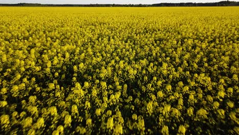 Aerial-flight-over-blooming-rapeseed-field,-flying-over-yellow-canola-flowers,-idyllic-farmer-landscape,-beautiful-nature-background,-drone-shot-moving-backwards-low,-tilt-up