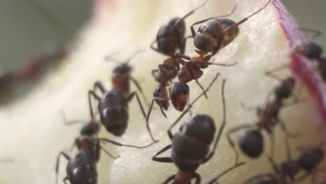 Closeup-of-ant-colony-eating-apple-core,-teamwork-concept,-macro