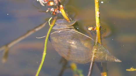 Close-up-shot-of-Basommatophora-Snail-relaxing-underwater-during-sunny-day-in-lake