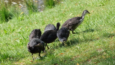 Family-of-Eurasian-coot-,-group-with-adults-and-juvenile-baby-birds-feed-in-the-grass-at-the-lake-shore